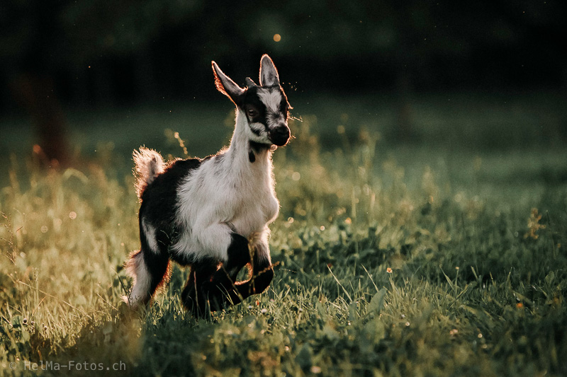 Das Mecker-Projekt helma_fotografie_ziege_trekkingziege_zoro_geiss_24 Unsere Geschichte  Zoro Pfauenziege Gizzi 