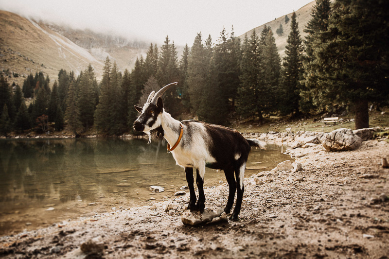 Das Mecker-Projekt ziege_trekkingziege_geiss_bock_tabitha_roth_fotografie_01 Haltung & Gesundheit Unsere Geschichte  Zoro Abschied 