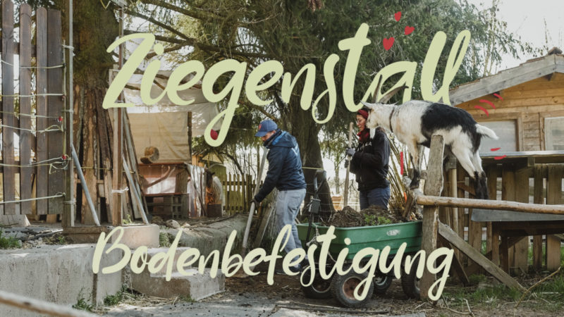 ziegenstall Bodenprojekt thumb 2 800x450