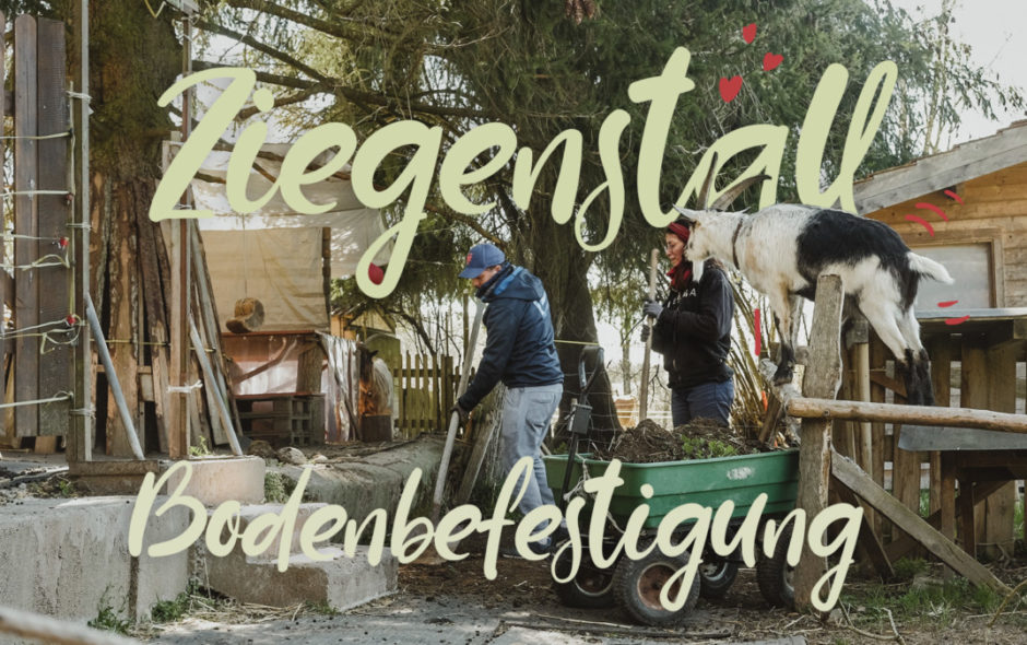 Das Mecker-Projekt ziegenstall-Bodenprojekt_thumb-2-940x590 Haltung & Gesundheit  Ziegenstall Ziegenhaltung Ziegenbock Ziege Wandern mit Ziegen Tipps Pfauen Packziege Offenstall Kupferhalsziege Hobbyziege Grüenochtegeiss DIY Auslauf 