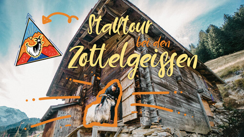 Das Mecker-Projekt stalltour_zottelgeiss_stall_ziegentrekking_adelboden_Bern_ziege_grüenochte-geiss_thumb Haltung & Gesundheit  zottelgeiss Ziegentrekking Ziegentraining Ziegenstall Ziegenhaltung Ziege Wandern mit Ziegen Schweiz Grüenochte Geiss Bern Berge Adelboden 