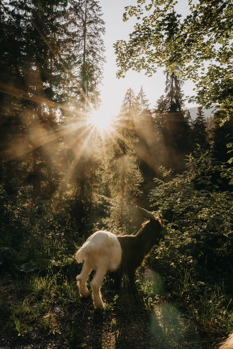 Mecker Projekt Ziegen tiergestuetzte Aktion Intervention tiergestuetzte Arbeit Tierthearpie Ziegenbock Altersheim Wandern Ziegentrekking 11