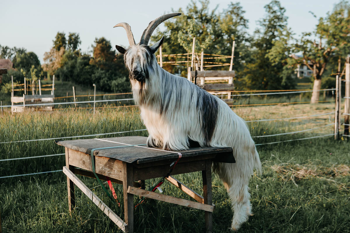 Mecker Projekt Ziegen tiergestuetzte Aktion Intervention tiergestuetzte Arbeit Tierthearpie Ziegenbock Altersheim Wandern Ziegentrekking 6