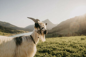 Mecker Projekt Ziegen tiergestuetzte Aktion Intervention tiergestuetzte Arbeit Tierthearpie Ziegenbock Altersheim Wandern Ziegentrekking 8 300x200