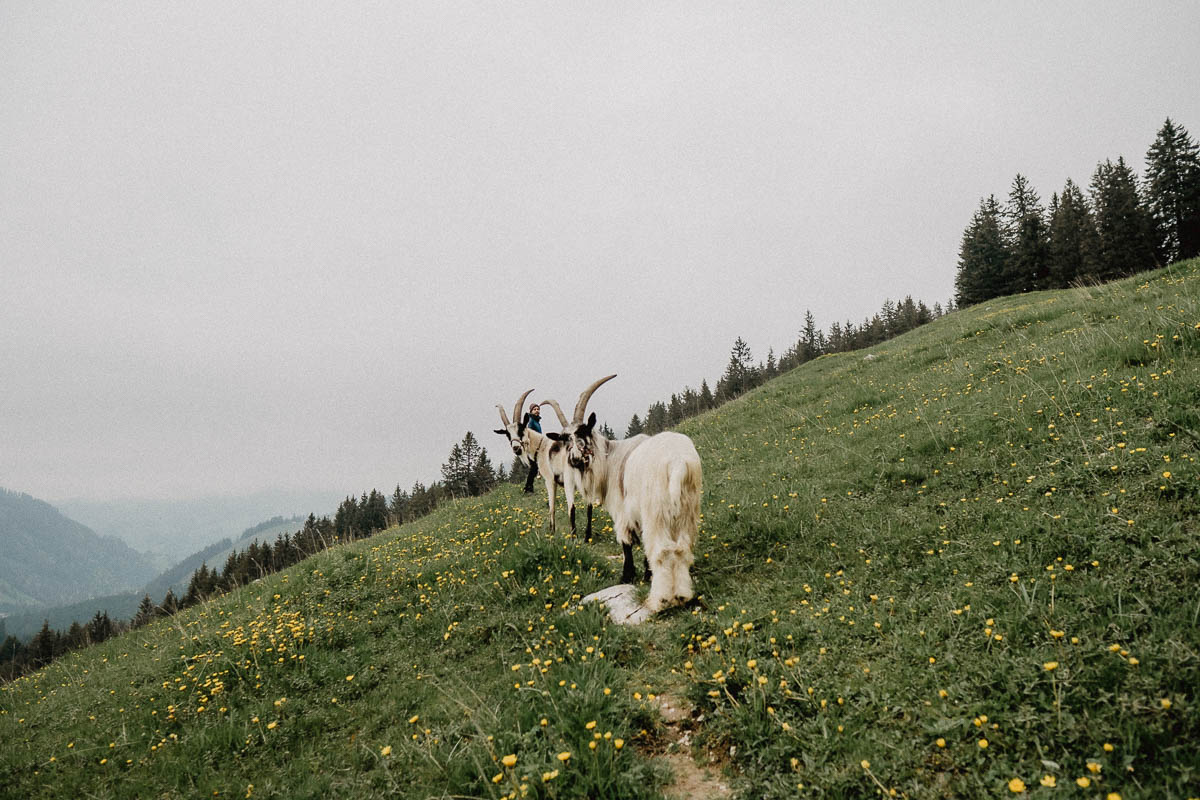 Ziegentrekking Wandern mit Ziegen Ausflug mit Familie Berge Schweiz Fotoshooting Familienshooting Angebot Mecker