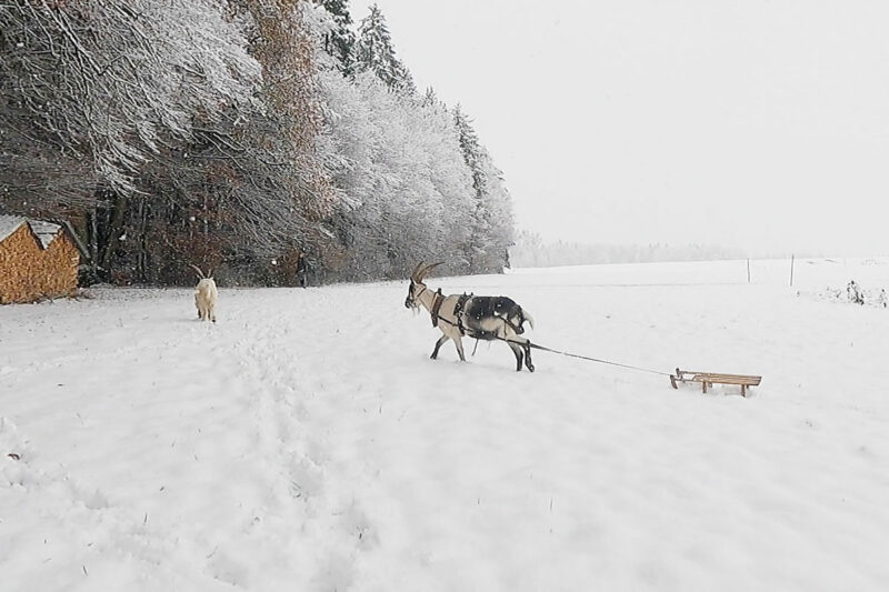 schlittenfahren mit ziegen Winter Schnee Ziegentraining Fahren mit Ziegen Ziegentrekking Ziegenhaltung 3 800x533