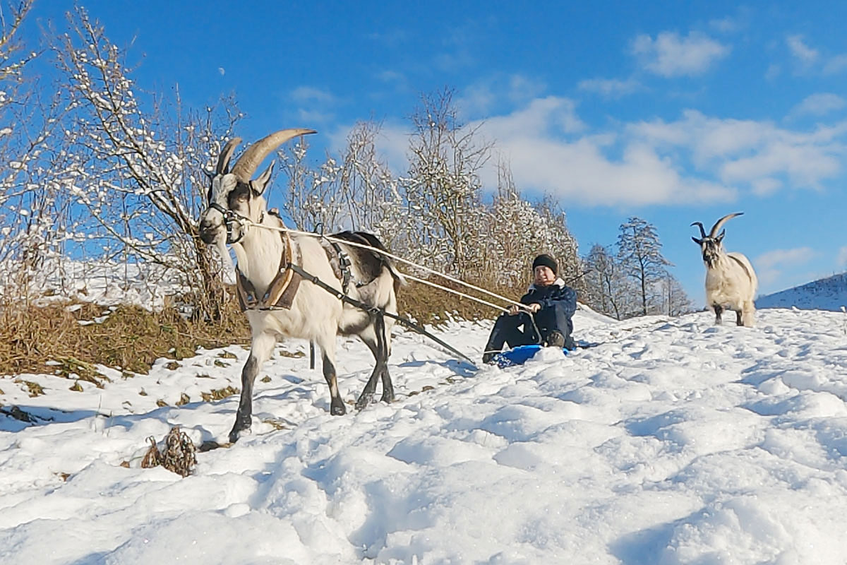 schlittenfahren mit ziegen Winter Schnee Ziegentraining Fahren mit Ziegen Ziegentrekking Ziegenhaltung 4