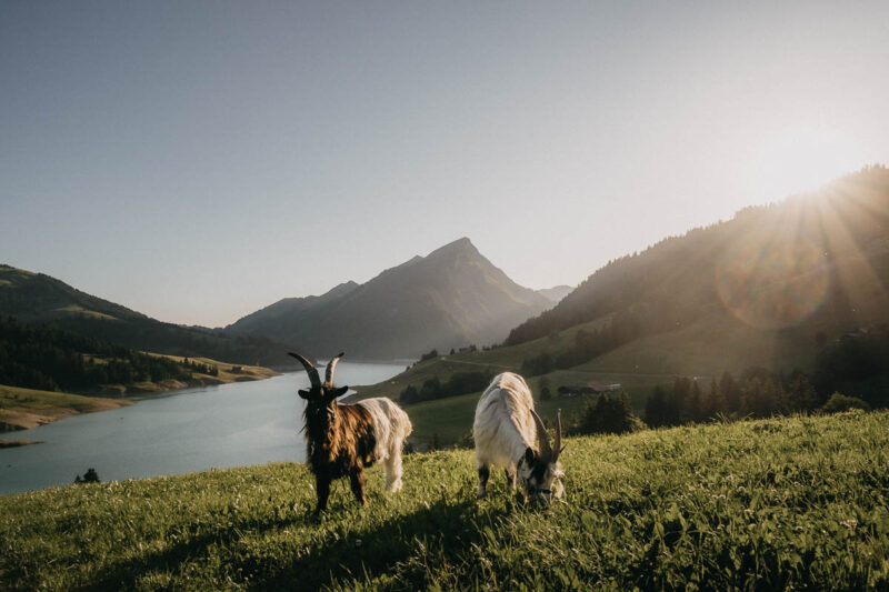 Ziegentraining Ziegenkurs Ziegentrekking Wandern mit Ziegen Bern Mecker Projekt Weiterbildung Entschleunigung 74 800x533